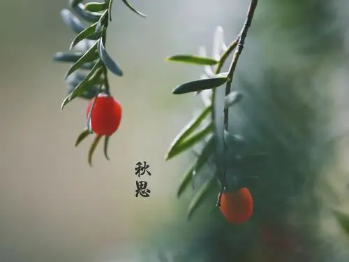 可可托海的相思豆红了