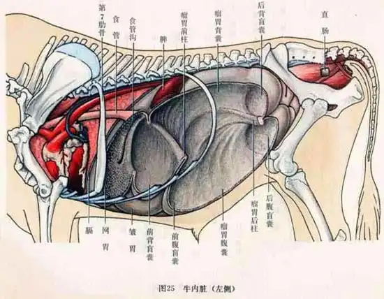 牛的生理结构与牛的生理解剖图