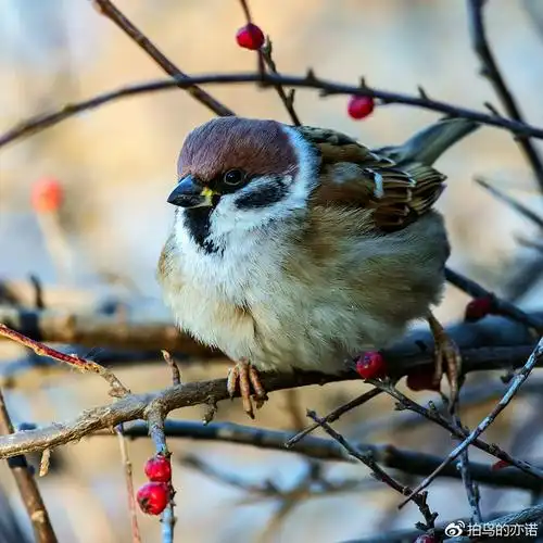 麻雀中国最常见分布最广的鸟类