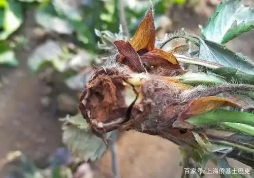 草莓根腐病
