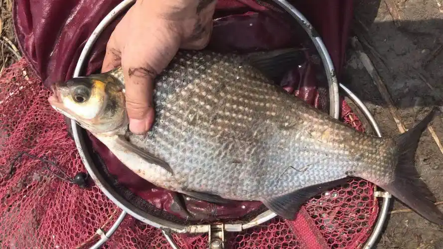 又是一年鳊鱼季,详解长江鳊鱼习性特点,你和高手间仅差一颗玉米