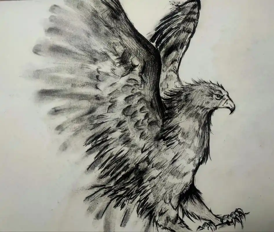 绘画过程 #鹰#手绘 鹰击长空,鱼翔浅底.鹰的绘画步骤教学 - 抖音