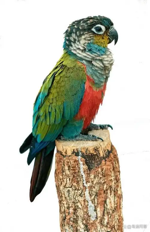 一只胀肚子的赤红腹小太阳