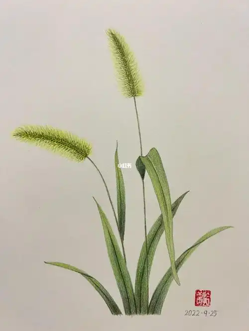 彩铅花卉狗尾巴草附步骤图