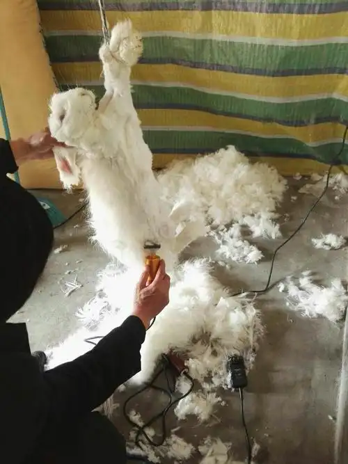 公经理的电动撸毛器,是长毛兔的剪毛神器,平均1一2分钟剪一只兔毛.