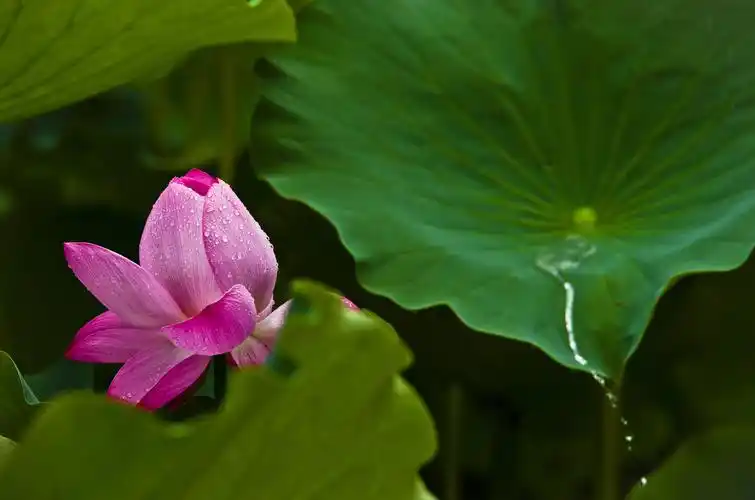 莲塘美,荷花亮.
