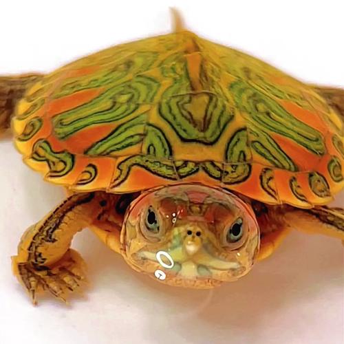 申氏名龟巴西龟黑巴白巴果冻焦糖金粉粉雪网红风水龟鱼缸互动龟