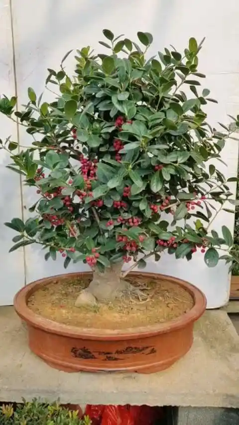 无刺枸骨盆景老桩