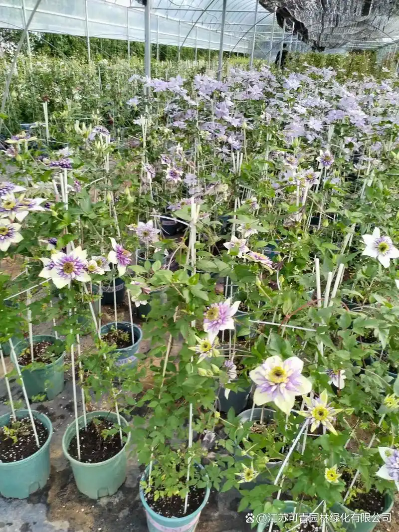 铁线莲的叶子是纸质的,形状为窄卵形或披针形,非常具有辨识度