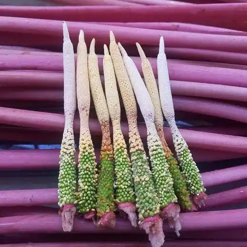 红芽芋云南高山无污染芋荷花芋头花3斤装包邮