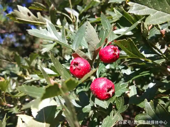 「农民丰收」秋日又见山里红