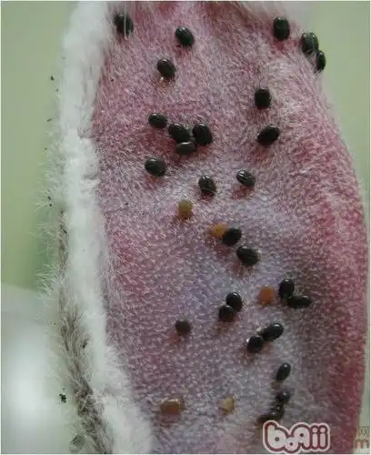 外寄生虫蜱对狗狗的危险_狗狗百科 - 欢乐家宠物