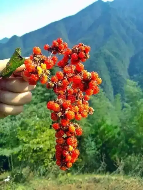 炎陵人爱吃的这个野果,原来它全身都是宝!