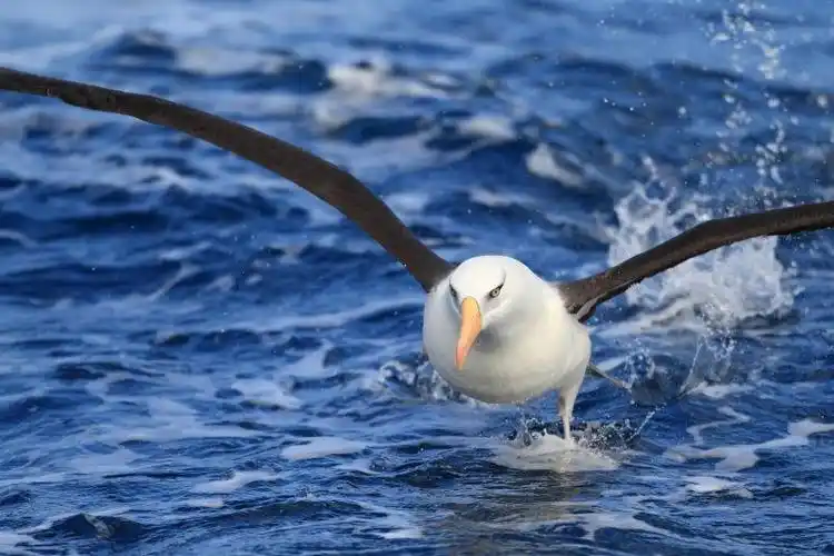 信天翁图片-信天翁之吻素材-高清图片-摄影照片-寻图免费打包下载