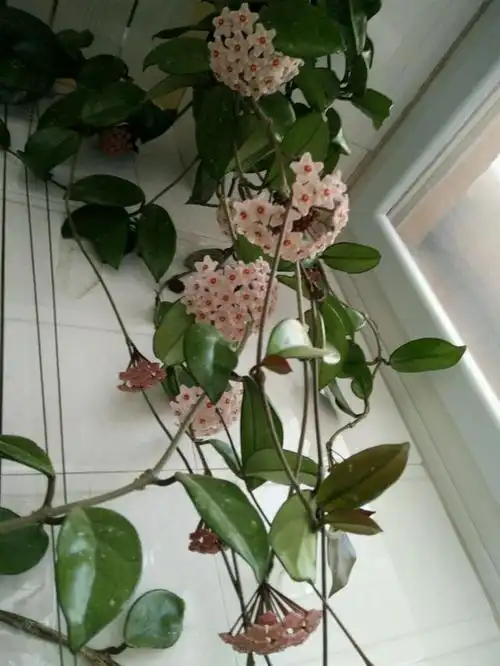 家里养盆球兰,没光也能蹭蹭开花,还能吸收甲醛,特好养!