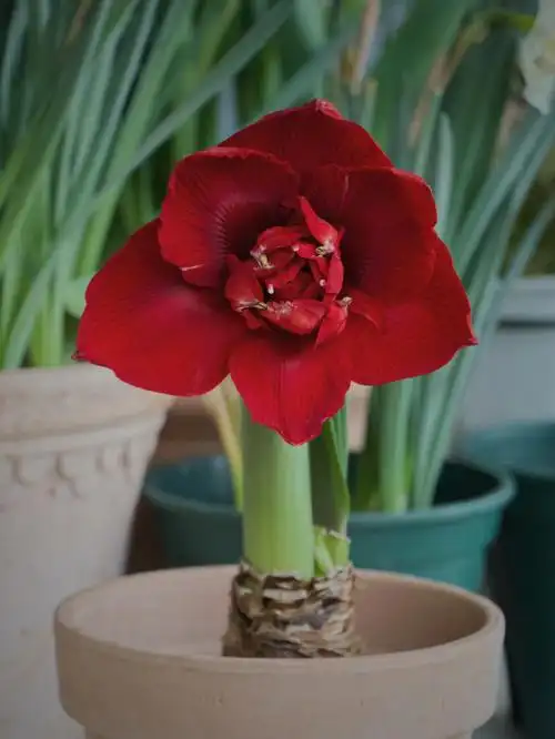 朱顶红重瓣黑天鹅