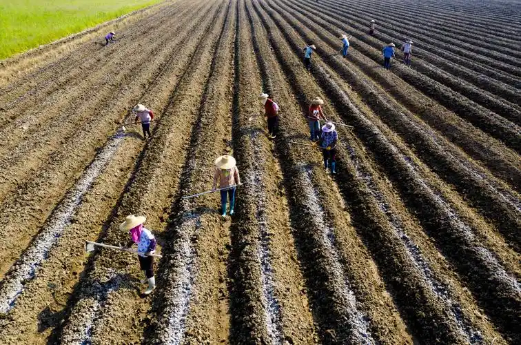 《劳作》施东扬18927647555拍摄于广东省雷州市,农民正在劳.