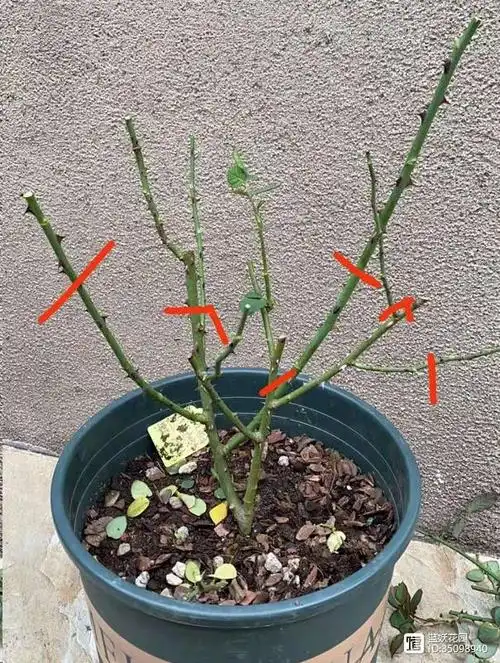 蓝妖:灌木月季冬季修剪详解,修剪思路决定开花效果!