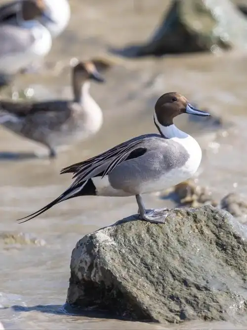 这只鸭子尾巴一根针针尾鸭