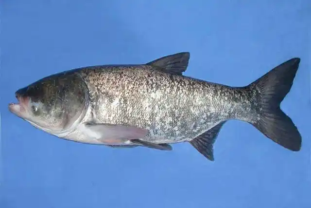 盘点中国人餐桌上最常吃的9种淡水鱼类你都吃过吗