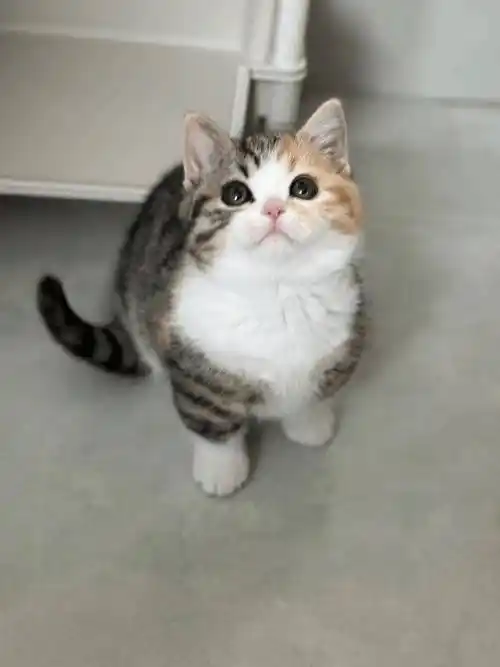 三花猫——不愧是猫咪中的仙女!