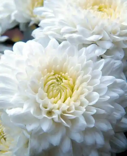 花圈要赠哪些好?祭奠用花的传统讲究_百科-涨口碑