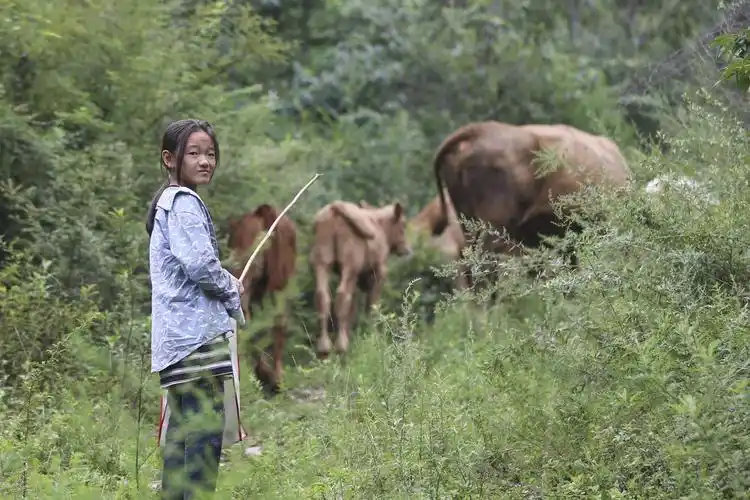 爸爸摔伤妈妈聋哑,9岁女孩跟爷爷上山放牛,捡拾蝉蜕赚生活费|牛群