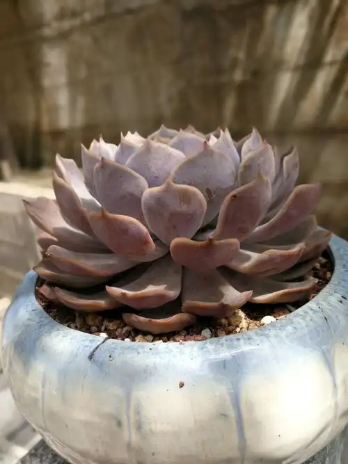 菲欧娜,喜欢不绿的品种