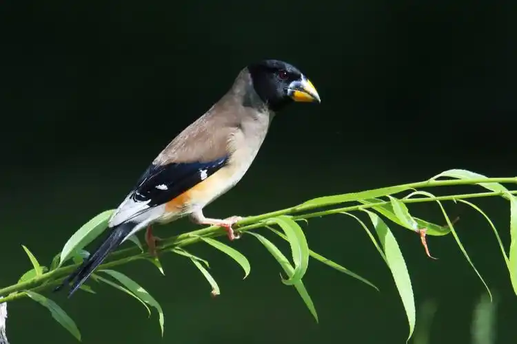 黑尾蜡嘴雀 black-tailed hawfinch - 韩时常 - 图虫