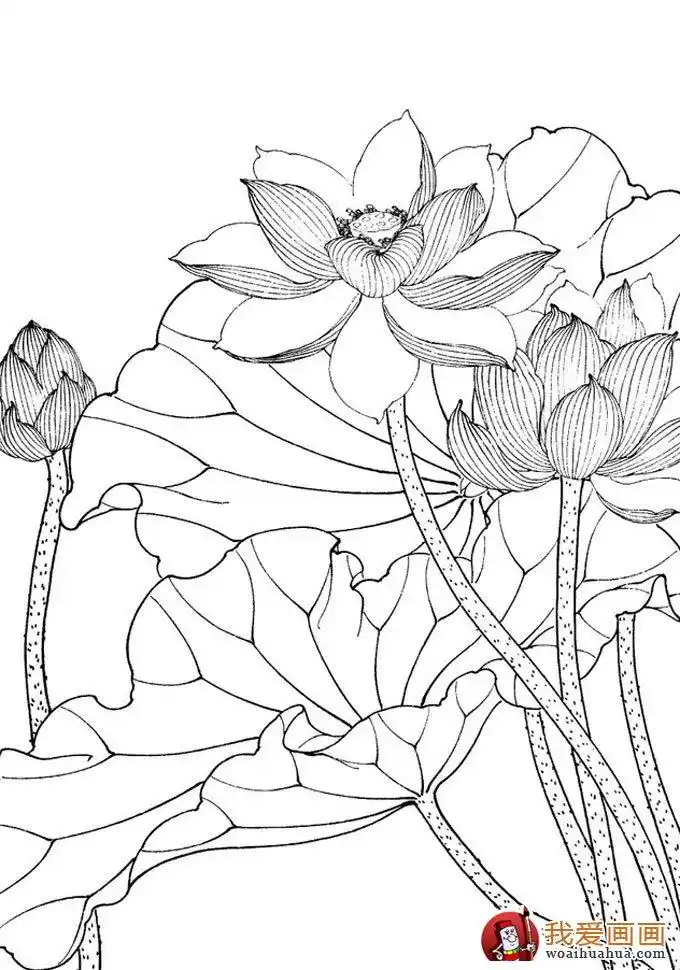 工笔白描荷花作品图片大全欣赏(2)