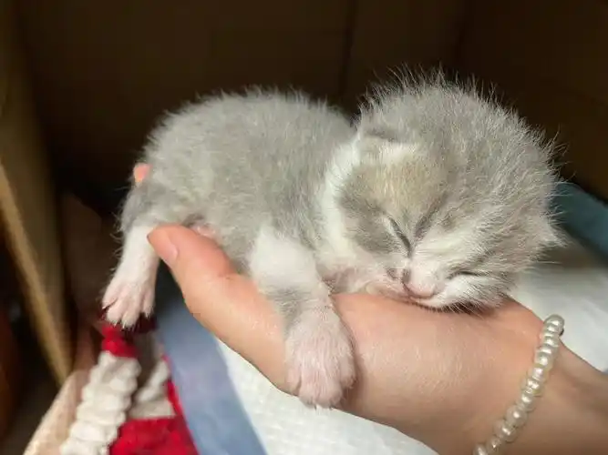 蓝白英短小奶猫