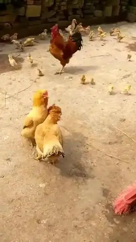 两只母鸡吵架,公鸡也是无能为力:这该如何是好!