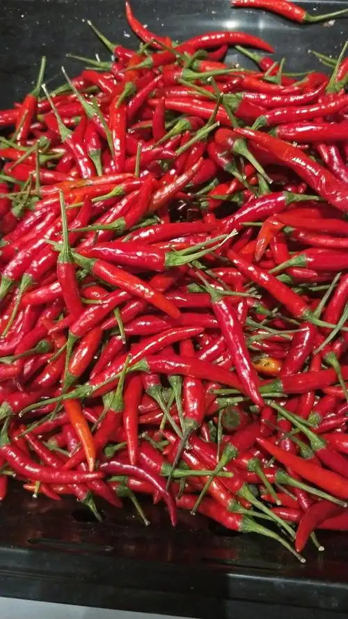 尖红椒:2.48元一斤!