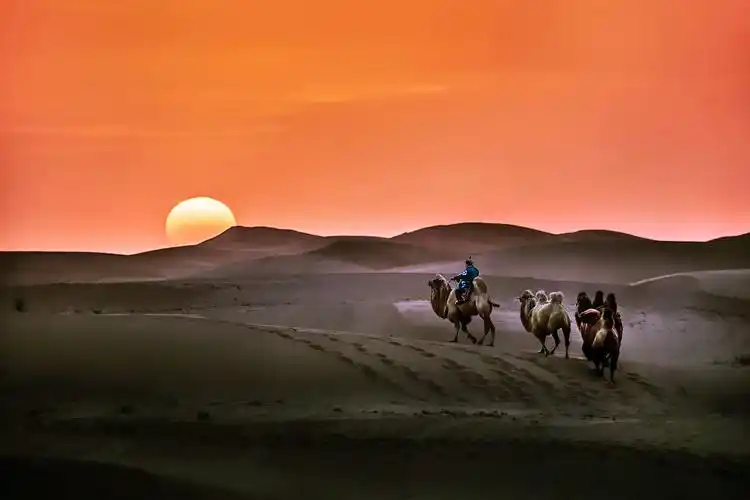 奈曼旗沙漠61骆驼61落日