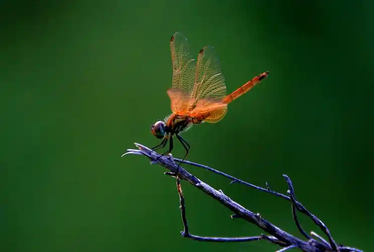 形态颜色各异的蜻蜓