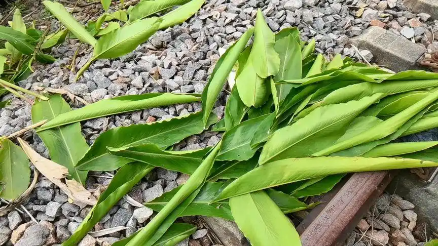 年糕蒸叶,有独特的清香味