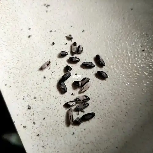 讨论黑米的真假和老公吵架