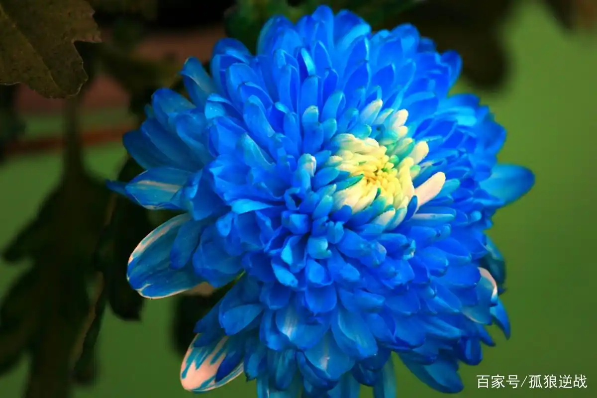 西藏高原植物园珍稀罕见的菊花惊艳盛开