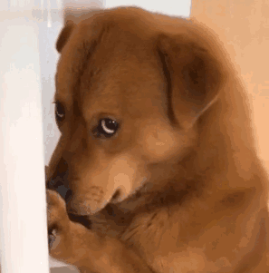 沙雕可爱表情包无水印