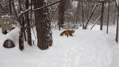 会动的zoo# 你是不是南方狐狸没见过下雪 【油管id:foxalbiazul】