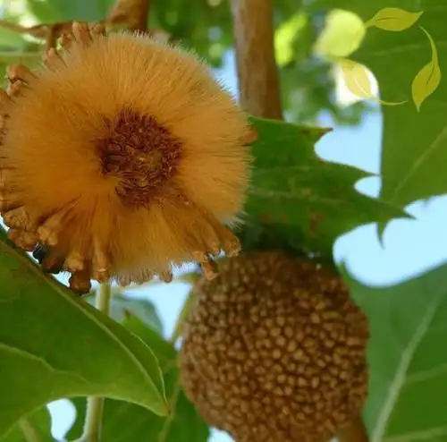 有一种植物叫做悬铃木,它枝头悬挂的"铃铛",大有意思!