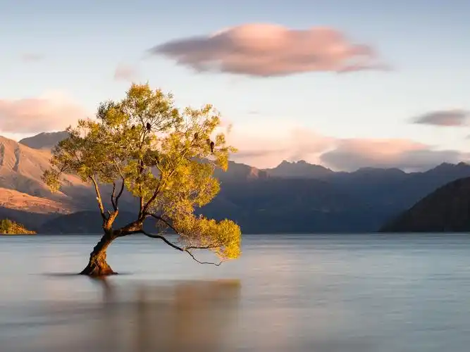 瓦纳卡新西兰奥塔哥湖一棵树在水中4k