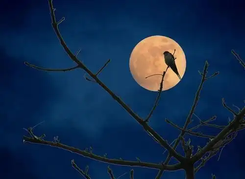 月夜牵动我的情思