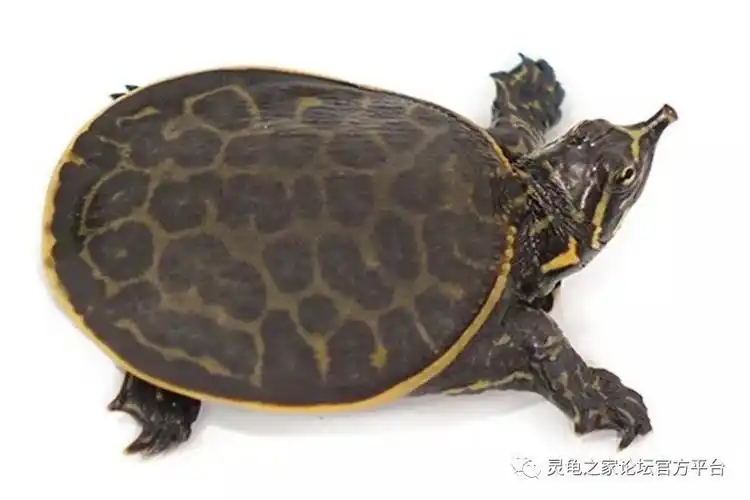 佛罗里达鳖 珍珠鳖 北美体型最大的鳖类