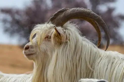 种公山羊 中国 内蒙古自治区