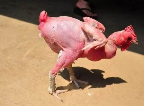 全身红色且无毛的鸡,在当地特受欢迎!
