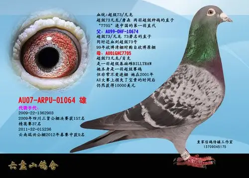 超级73/凡龙_六盘山鸽舍-中信网爱鸽商城