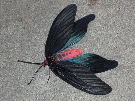 展开全部 这是重阳木锦斑蛾,分布在广东,海南等省份,幼虫主要危害