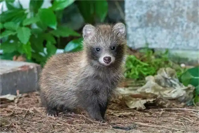 萌萌哒!让一只小貉(hé)成为网红有什么意义?