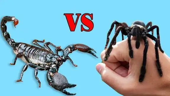 帝王蝎vs巨型蜘蛛